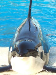 A Whale of a Safety Issue