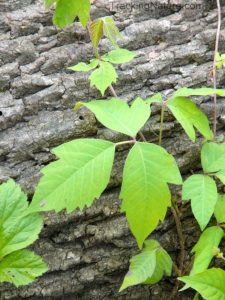 "Leaves of Three, Let Them Be": Tips for Handling the Poison Ivy Blues with Safety Management Courses--Call to Action!