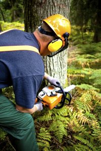 Tree Cutting Adventures Guided by Your Safety Management Plan--Call to Action!