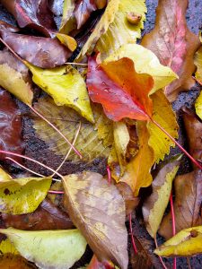 Slipping into Autumn Safety with a Safety Management Course--Call to Action!
