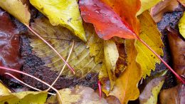 Slipping into Autumn Safety with a Safety Management Course--Call to Action!